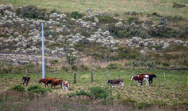 Colombia Puente de Piedra de Rumichaca