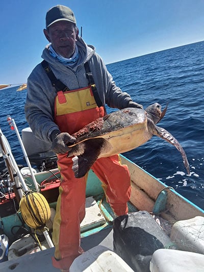 Conservación de tortugas