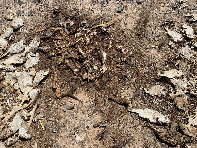 Alto Golfo de California