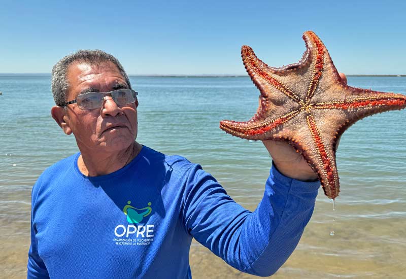 El Manglito, Ensenada